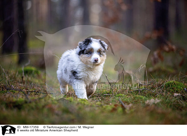 8 weeks old Miniature American Shepherd / MW-17359