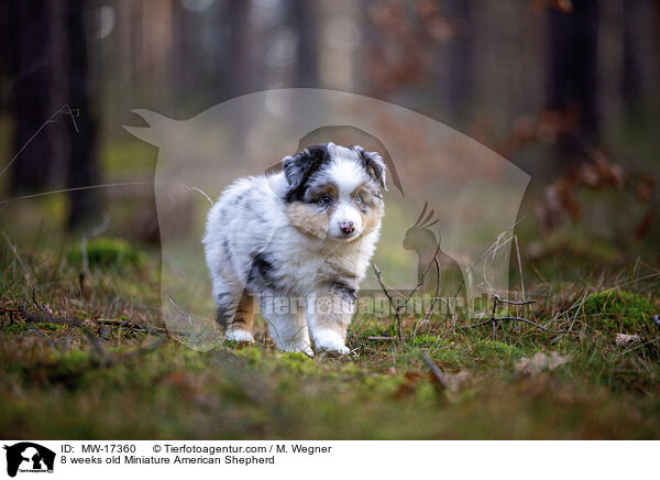 8 weeks old Miniature American Shepherd / MW-17360