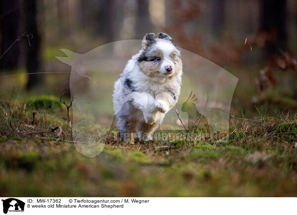 8 weeks old Miniature American Shepherd / MW-17362