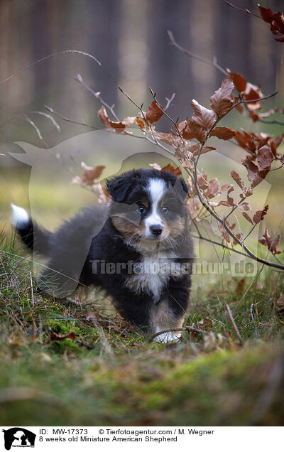 8 weeks old Miniature American Shepherd / MW-17373