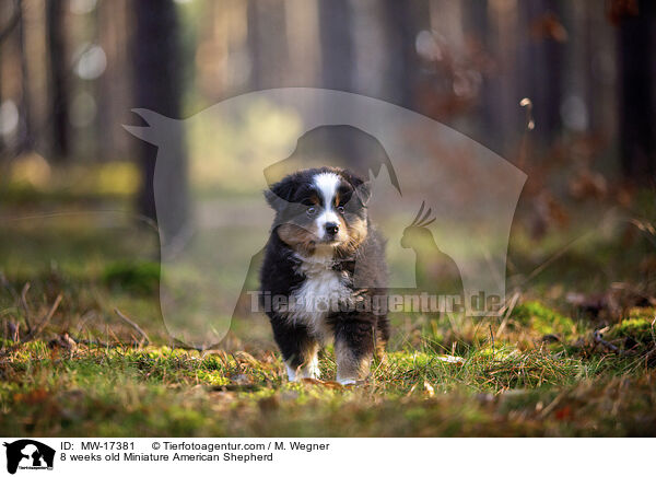 8 weeks old Miniature American Shepherd / MW-17381