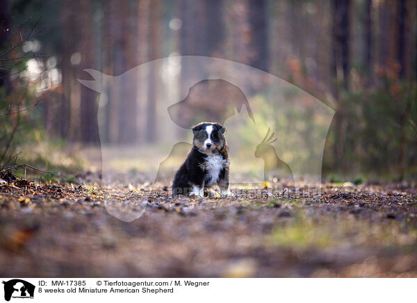 8 Wochen alter Miniature American Shepherd / 8 weeks old Miniature American Shepherd / MW-17385