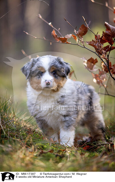 8 weeks old Miniature American Shepherd / MW-17387