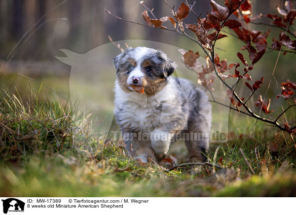 8 Wochen alter Miniature American Shepherd / 8 weeks old Miniature American Shepherd / MW-17389