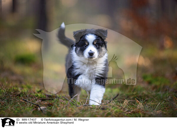 8 weeks old Miniature American Shepherd / MW-17407