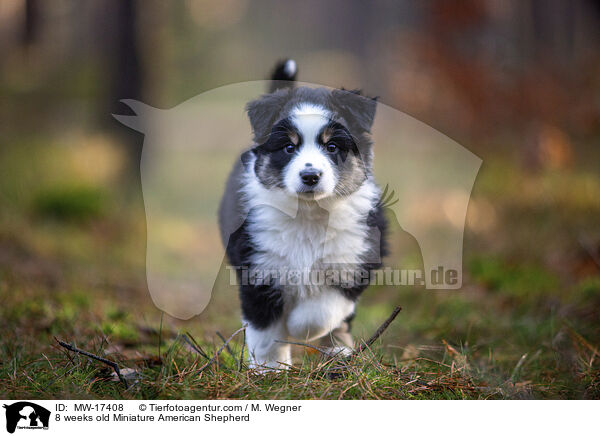 8 weeks old Miniature American Shepherd / MW-17408