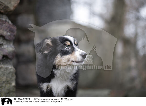 3 Monate alter Miniature American Shepherd / 3 months old Miniature American Shepherd / MW-17471