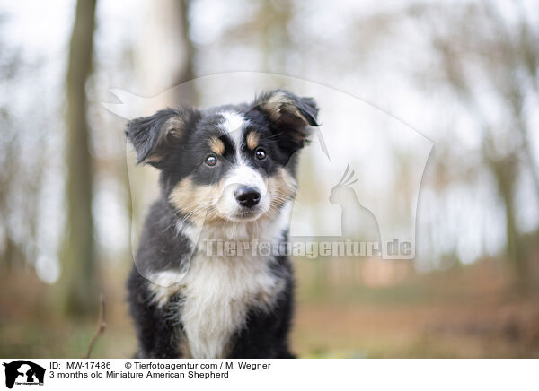 3 months old Miniature American Shepherd / MW-17486