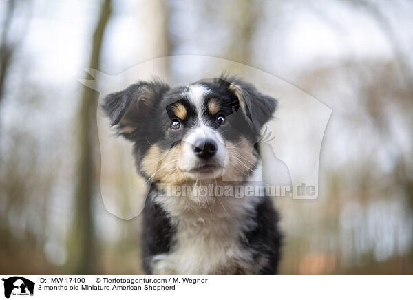 3 months old Miniature American Shepherd / MW-17490