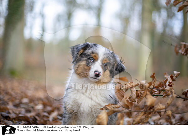 3 months old Miniature American Shepherd / MW-17494