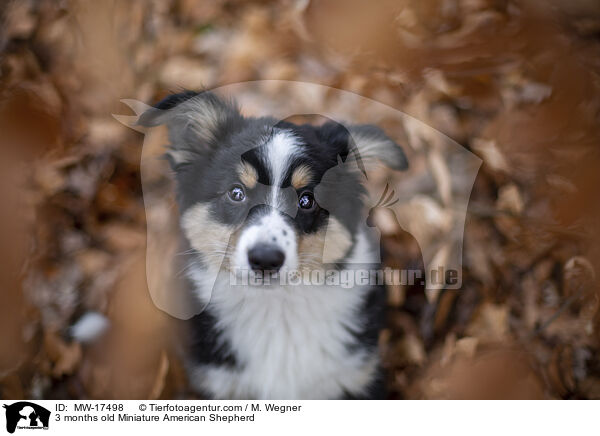 3 months old Miniature American Shepherd / MW-17498