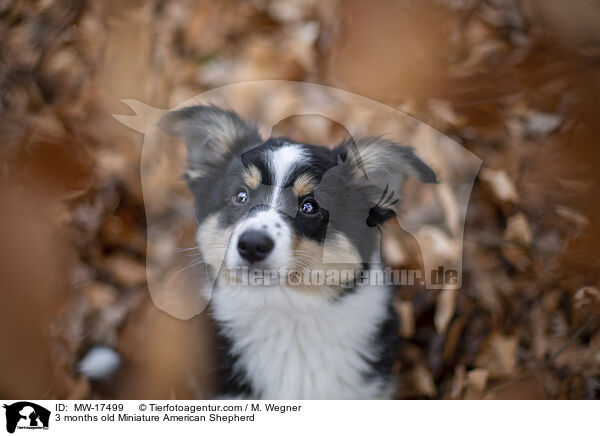 3 months old Miniature American Shepherd / MW-17499