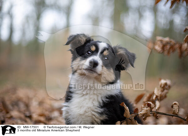 3 months old Miniature American Shepherd / MW-17501