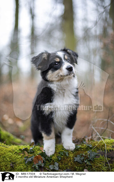 3 months old Miniature American Shepherd / MW-17504