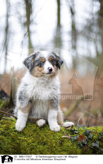 3 months old Miniature American Shepherd / MW-17507