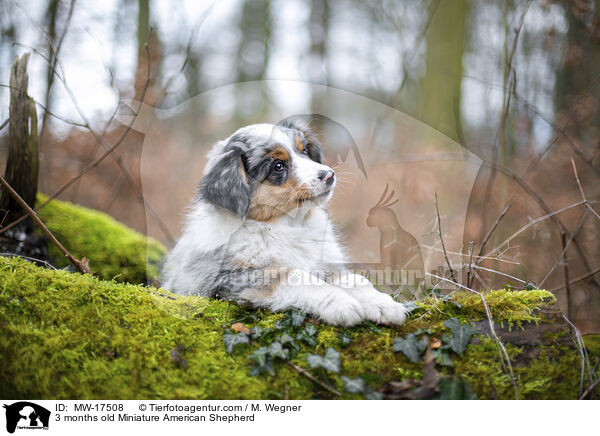 3 months old Miniature American Shepherd / MW-17508