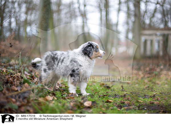 3 months old Miniature American Shepherd / MW-17516