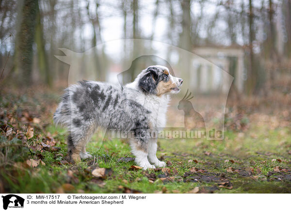 3 months old Miniature American Shepherd / MW-17517