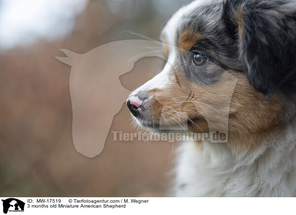 3 months old Miniature American Shepherd / MW-17519