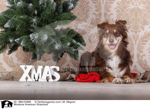 Miniature American Shepherd / Miniature American Shepherd / MW-23886