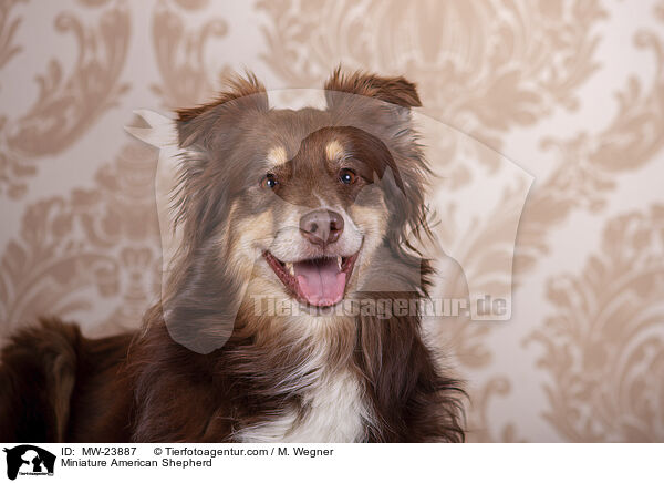 Miniature American Shepherd / Miniature American Shepherd / MW-23887