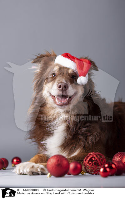 Miniature American Shepherd mit Christbaumkugeln / Miniature American Shepherd with Christmas baubles / MW-23893