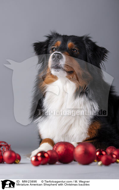 Miniature American Shepherd mit Christbaumkugeln / Miniature American Shepherd with Christmas baubles / MW-23896