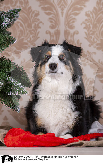 Miniature American Shepherd / Miniature American Shepherd / MW-23907