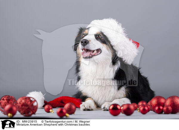 Miniature American Shepherd mit Christbaumkugeln / Miniature American Shepherd with Christmas baubles / MW-23915