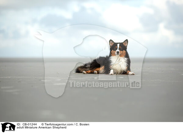 erwachsener Miniature American Shepherd / adult Miniature American Shepherd / CB-01244