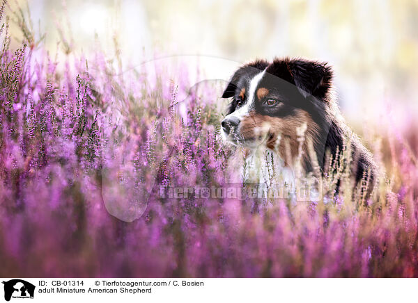 adult Miniature American Shepherd / CB-01314