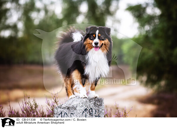 adult Miniature American Shepherd / CB-01338