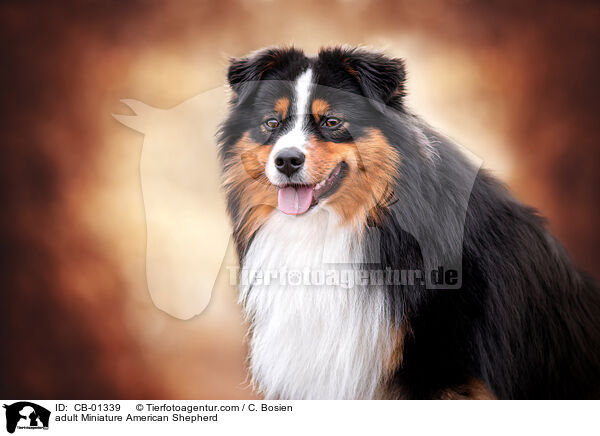 adult Miniature American Shepherd / CB-01339