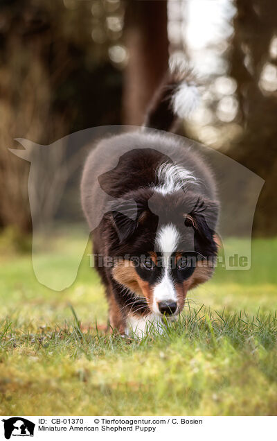 Miniature American Shepherd Welpe / Miniature American Shepherd Puppy / CB-01370