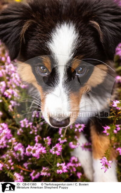 Miniature American Shepherd Puppy / CB-01380