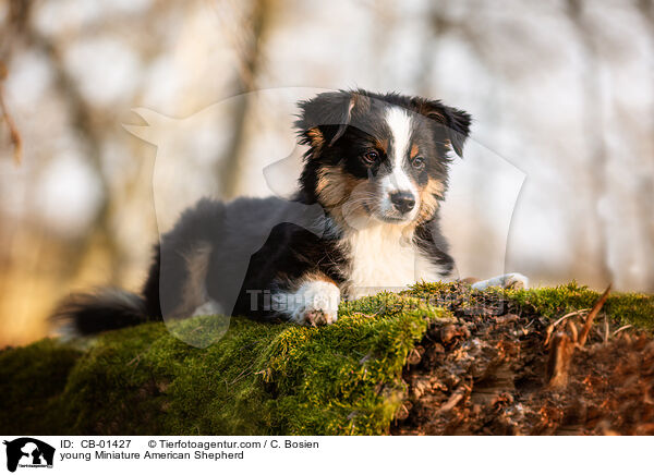 young Miniature American Shepherd / CB-01427