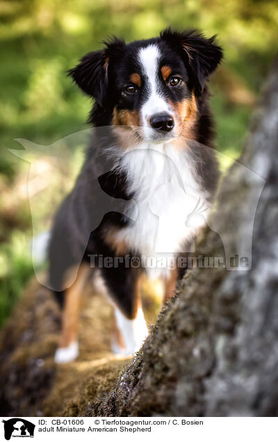 adult Miniature American Shepherd / CB-01606