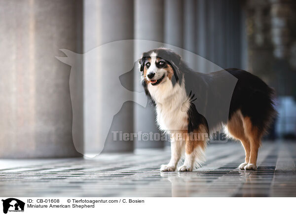 Miniature American Shepherd / CB-01608