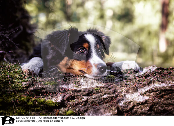 erwachsener Miniature American Shepherd / adult Miniature American Shepherd / CB-01615