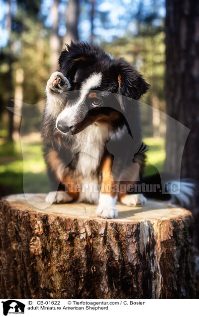 adult Miniature American Shepherd / CB-01622