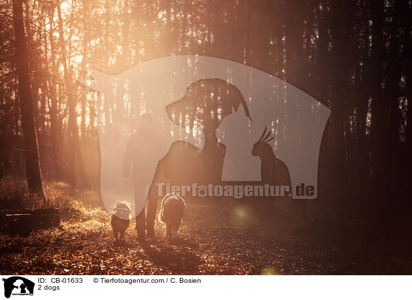 2 Hunde / 2 dogs / CB-01633