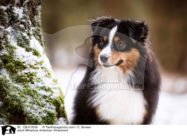 adult Miniature American Shepherd / CB-01638