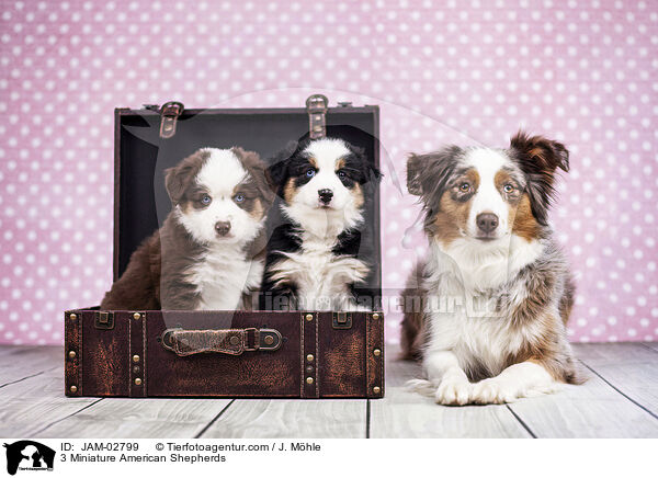 3 Miniature American Shepherds / 3 Miniature American Shepherds / JAM-02799