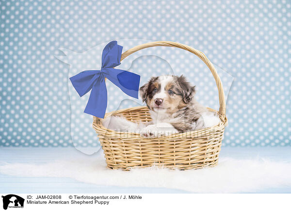 Miniature American Shepherd Welpe / Miniature American Shepherd Puppy / JAM-02808