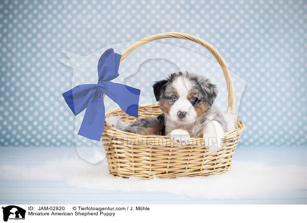 Miniature American Shepherd Welpe / Miniature American Shepherd Puppy / JAM-02820