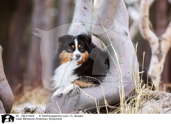 male Miniature American Shepherd / CB-01944