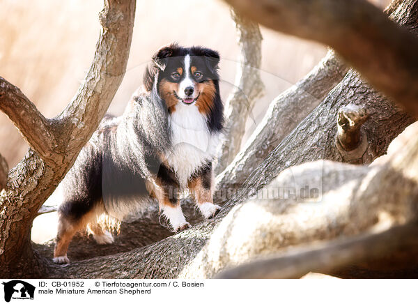 Miniature American Shepherd Rde / male Miniature American Shepherd / CB-01952