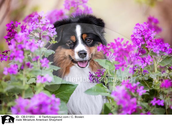 male Miniature American Shepherd / CB-01953