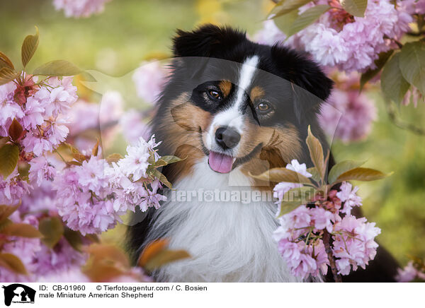 Miniature American Shepherd Rde / male Miniature American Shepherd / CB-01960