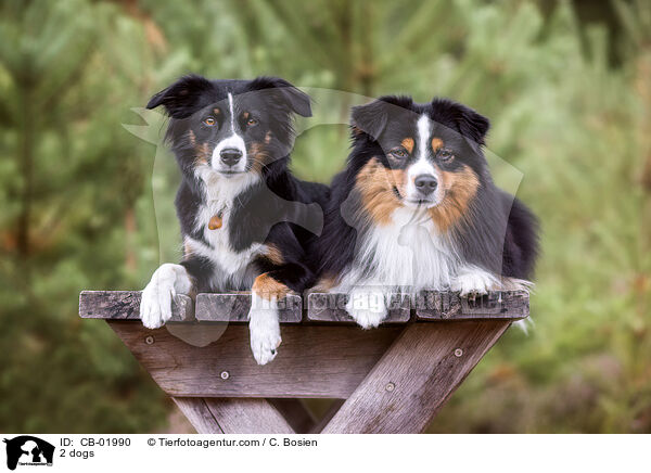 2 Hunde / 2 dogs / CB-01990